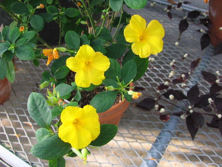 Reinwardtia Reinwardtia indica Linaceae Yellow Flax