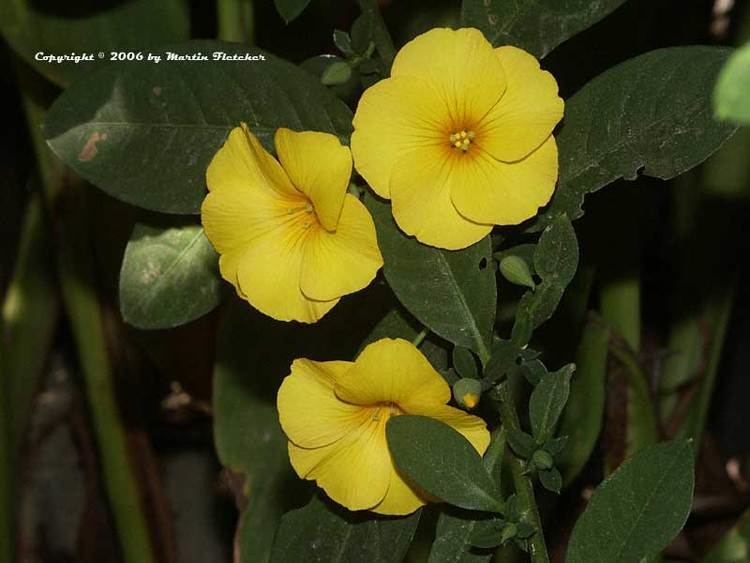 Reinwardtia Reinwardtia indica Yellow Flax California Gardens