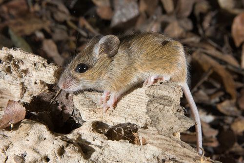 Reithrodontomys American Harvest Mice Genus Reithrodontomys iNaturalistorg