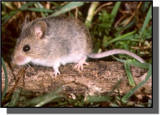 Reithrodontomys Western Harvest Mouse Reithrodontomys Megalotis Alpha Wildlife