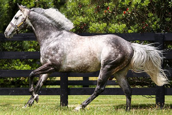 Reliable Man Westbury Stud New Zealand Stallions Reliable Man Overview