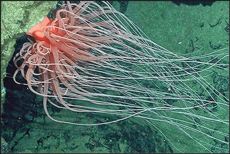 Relicanthus daphneae Discovered in 2006 this two meters 12 feet long sea anemone is