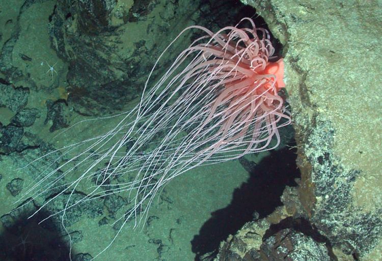 Relicanthus daphneae All the AlienLooking Species Discovered by the Deep Sea Vehicle Alvin