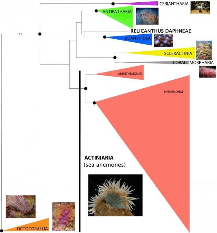 Relicanthus daphneae order of marine creatures discovered among sea anemones