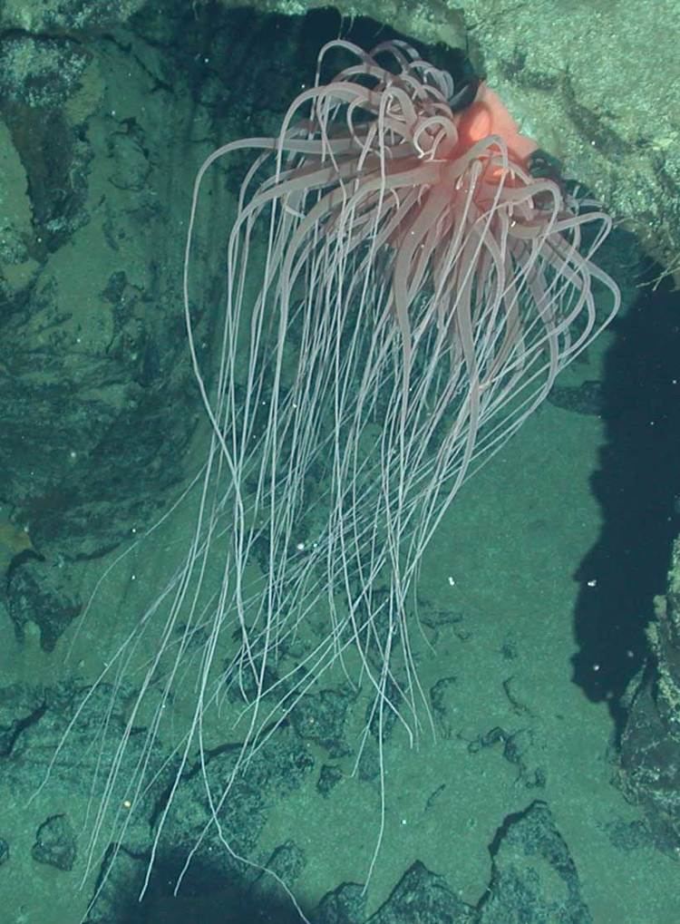 Relicanthus daphneae Sea Anemone Tree of Life Reveals Giant Species as Impostor