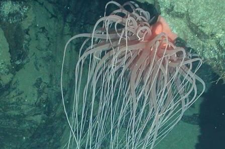 Relicanthus daphneae New order of marine creatures discovered among sea anemones UPIcom