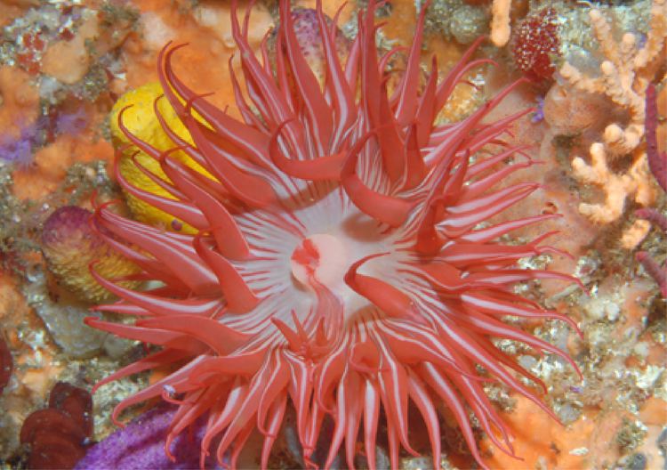 Relicanthus daphneae New Order of Marine Animal Discovered