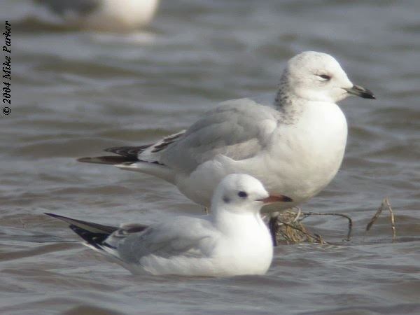Relict gull Next Generation Birders Official Blog Obscure bird of the week