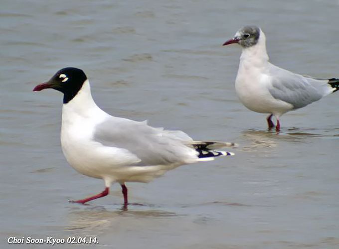 Relict gull Birds Korea Birds Miscellaneus Relict Gull A Little Known Tidal
