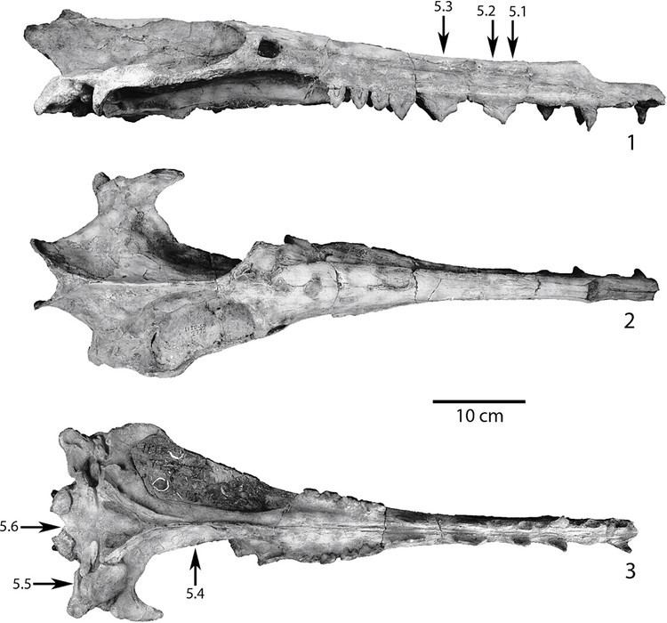 Remingtonocetus Transitional fossils From land mammals to the ancestor of modern