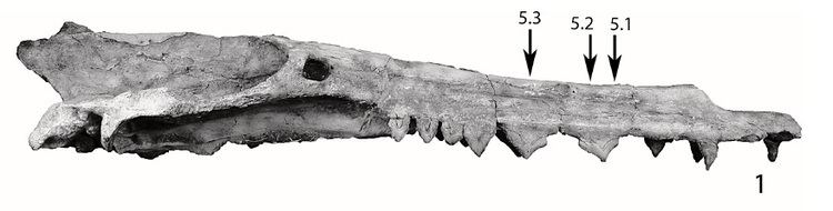 Remingtonocetus Whales Too Fast for Evolution Marmotism