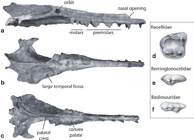 Remingtonocetus 1 Skull of the middle Eocene archaeocete Remingtonocetus Figure