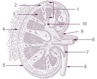 Renal capsule - Alchetron, The Free Social Encyclopedia