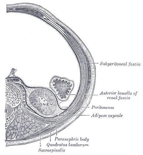 Renal fascia