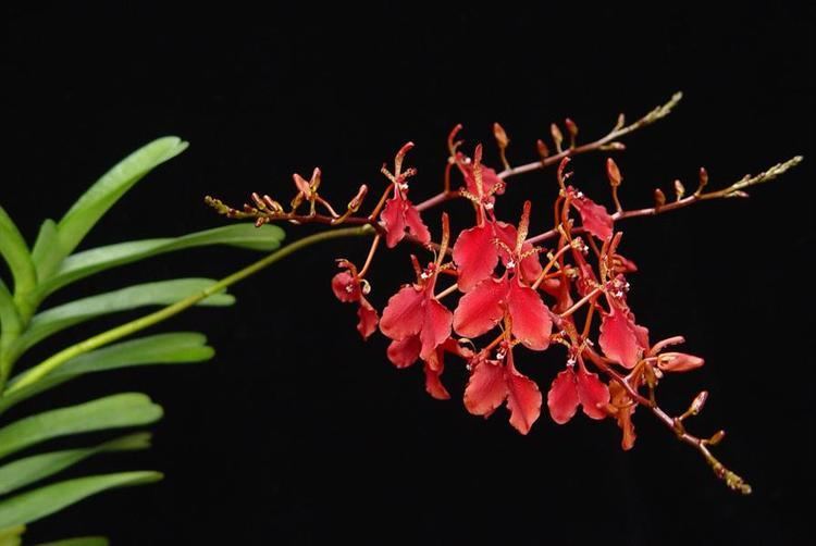 Renanthera Renanthera imschootiana presented by Orchids Limited