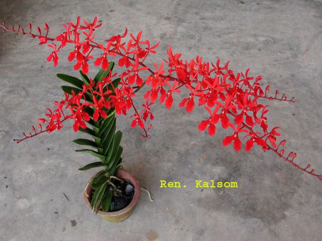 Renanthera ORCHIDS ASIA ORCHIDS COLLECTIBLESPLANTSVANILLASPICES RESOURCE