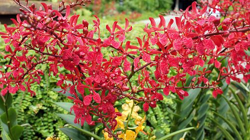 Renanthera Vanda Renanthera species and hybrids