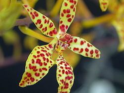 Renanthera monachica httpsuploadwikimediaorgwikipediacommonsthu