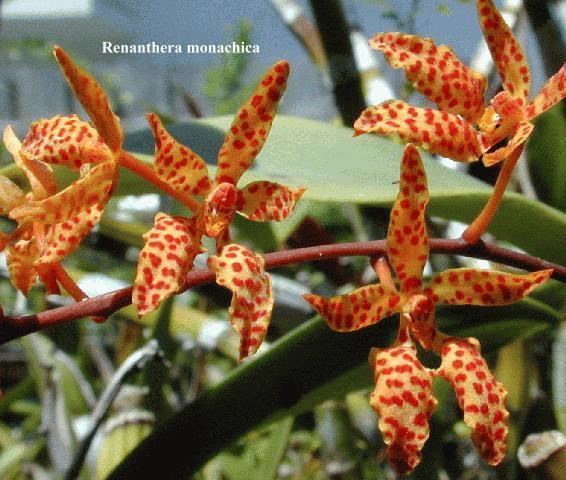 Renanthera monachica IOSPE PHOTOS