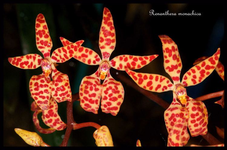 Renanthera monachica Renanthera monachica