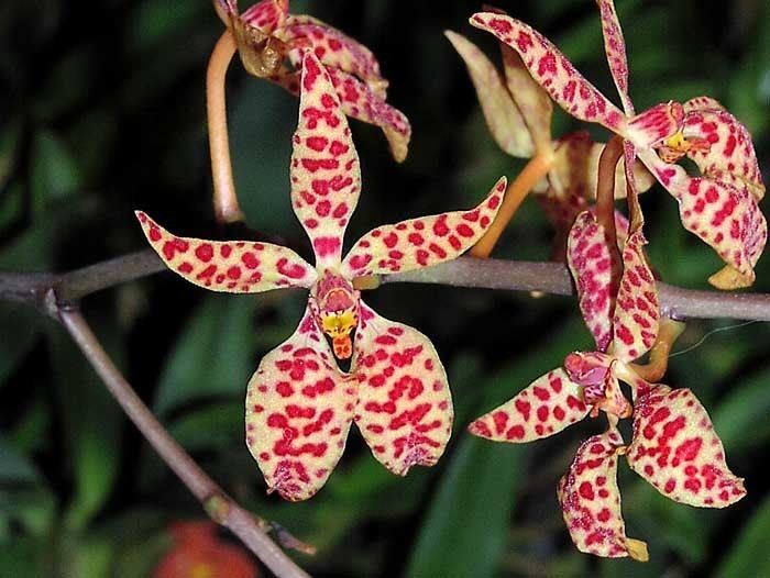 Renanthera monachica IOSPE PHOTOS