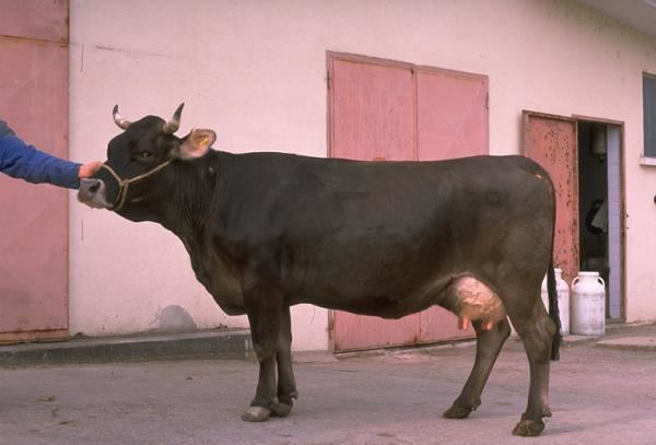 Rendena Italian breeds of cattle Rendena