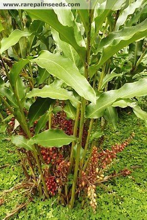 Graines Renealmia Alpinia (Gingembre Mexicain) - Lot De 10 Graines, Plante Tropicale Ornementale Rare