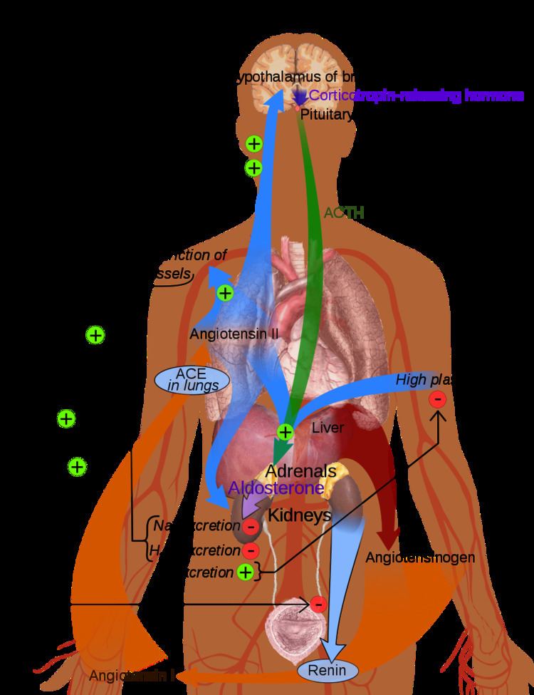 Renin–angiotensin system