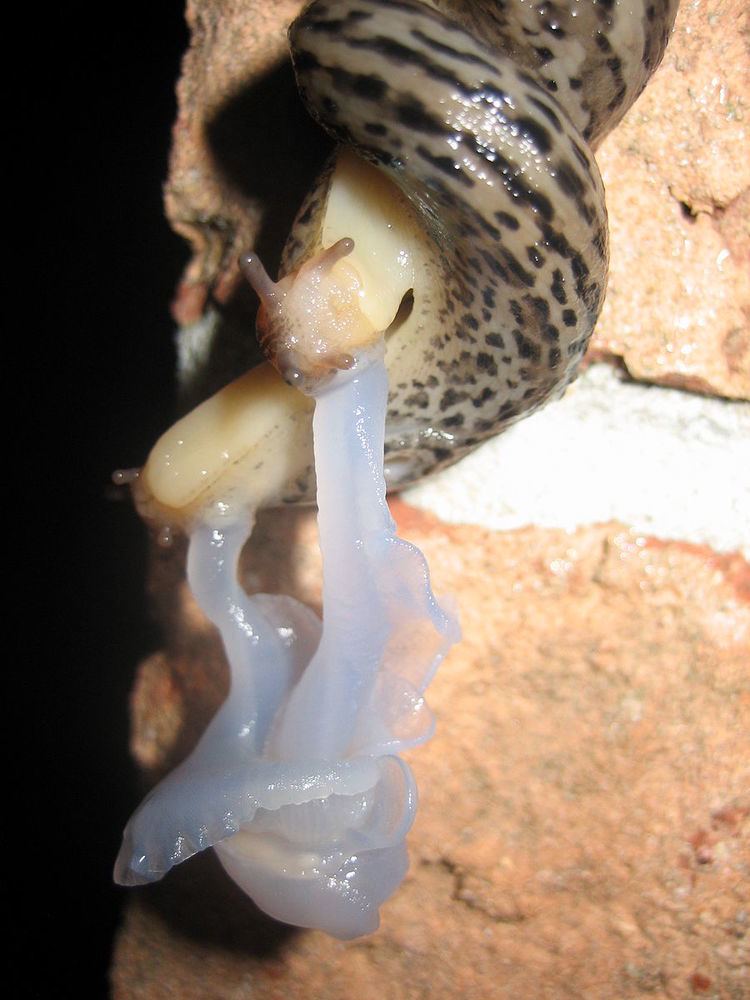 Reproductive system of gastropods