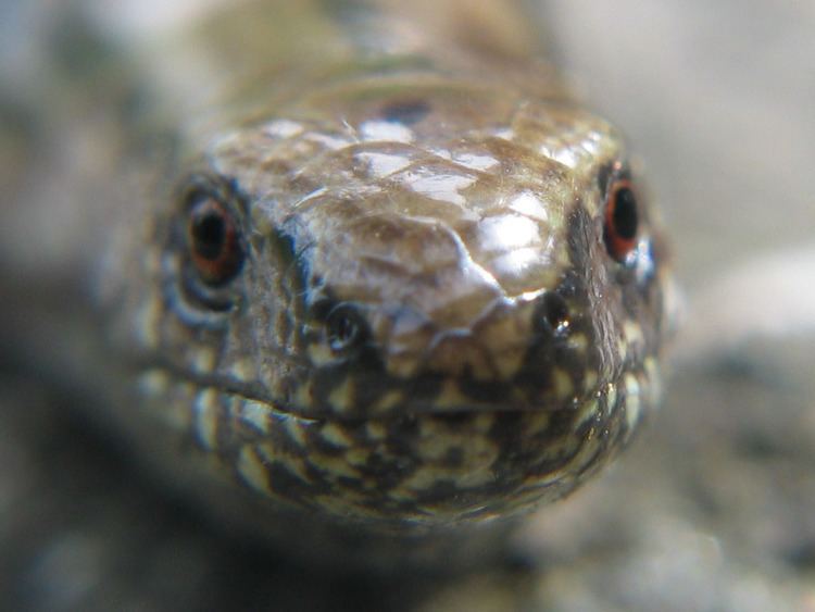 Reptiles and amphibians of Norway