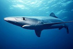 Requiem shark Requiem shark Wikipedia