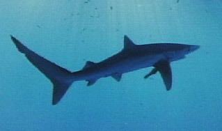 Requiem shark SDNHM Carcharhinidae Requiem Sharks