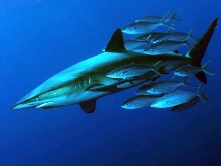 Requiem shark Requiem Shark Shark Facts For Kids