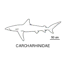 Requiem shark fishesofaustralianetauimagesfamilycarcharhini