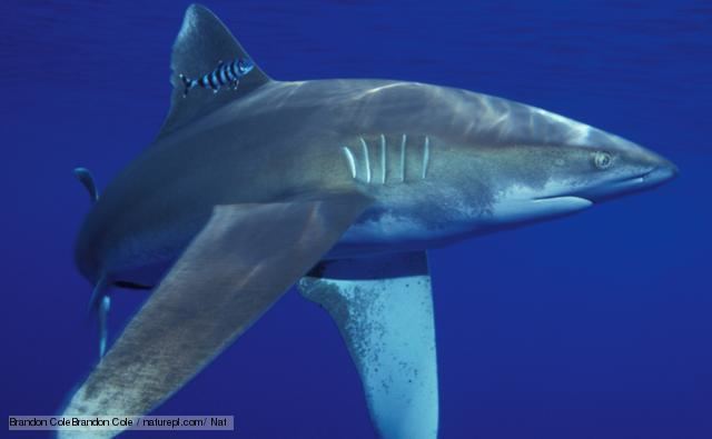 Requiem shark BBC Nature Requiem sharks videos news and facts