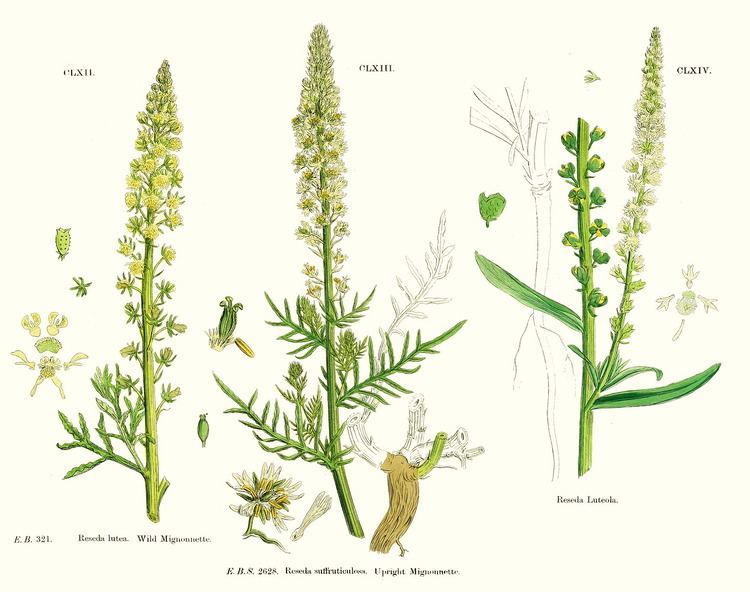 Reseda lutea Angiosperm families Resedaceae SF Gray