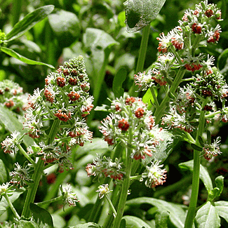 Reseda odorata Seeds Reseda odorata grandiflora