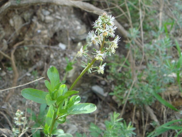 Reseda phyteuma FileReseda phyteuma 2JPG Wikimedia Commons