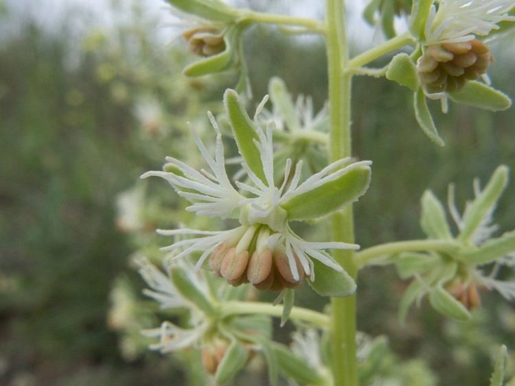 Reseda phyteuma FileReseda phyteuma M 2jpg Wikimedia Commons