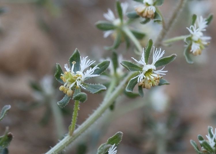 Reseda phyteuma Flora Vascular Toda la informacin detallada sobre la Flora