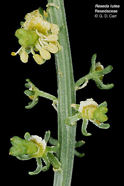 Resedaceae Flowering Plant Families UH Botany