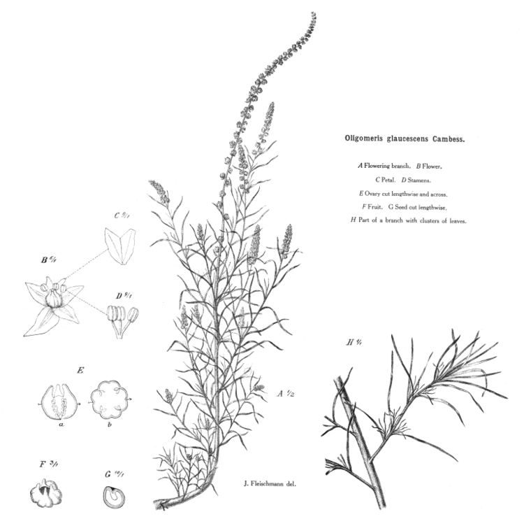 Resedaceae Angiosperm families Resedaceae SF Gray