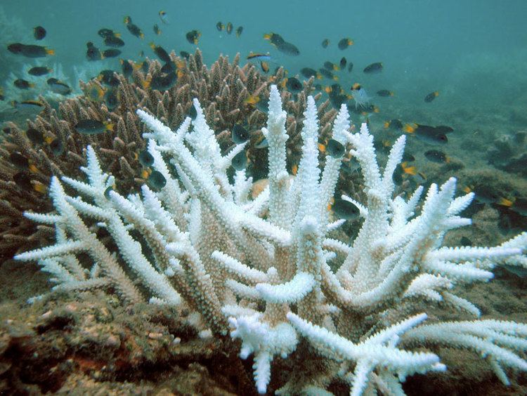 Resilience of coral reefs