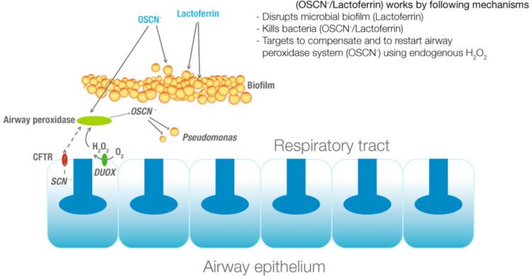 Respiratory tract antimicrobial defense system