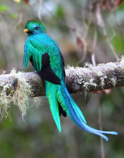 Resplendent quetzal Resplendent Quetzal BirdForum Opus