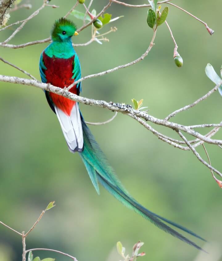 Resplendent quetzal 17 Best images about The Resplendent Quetzal on Pinterest Bird