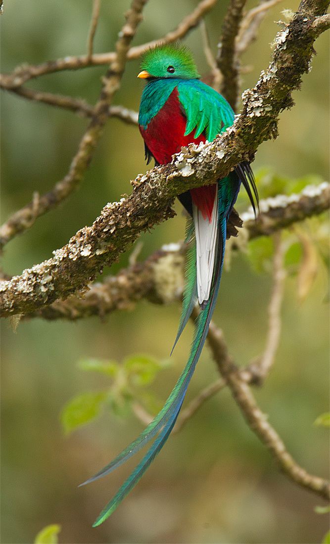 Resplendent quetzal Resplendent quetzal