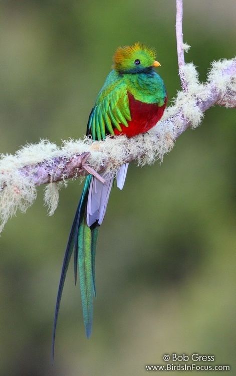 Resplendent quetzal Birds in Focus Resplendent Quetzal