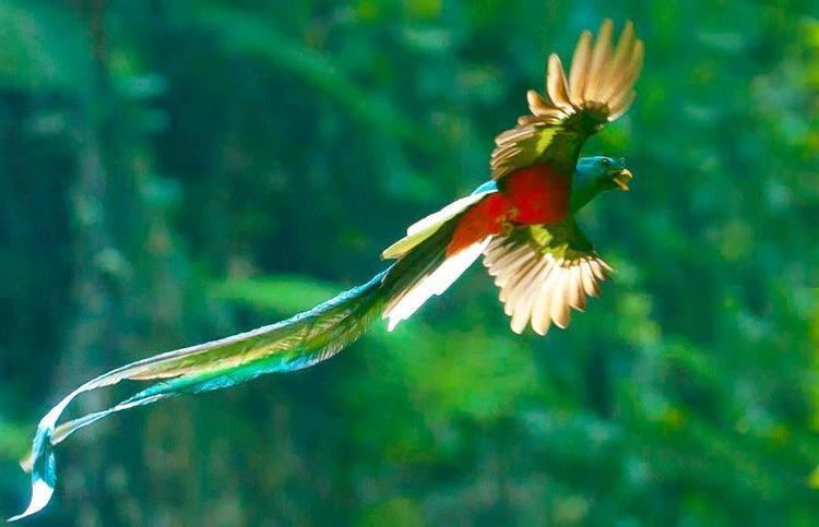 Resplendent quetzal The Resplendent Quetzal Guatemala Travel Guide