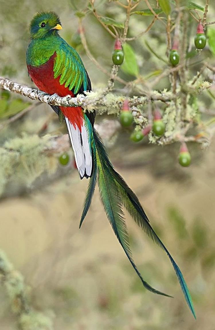 Resplendent quetzal 17 Best images about The Resplendent Quetzal on Pinterest Bird